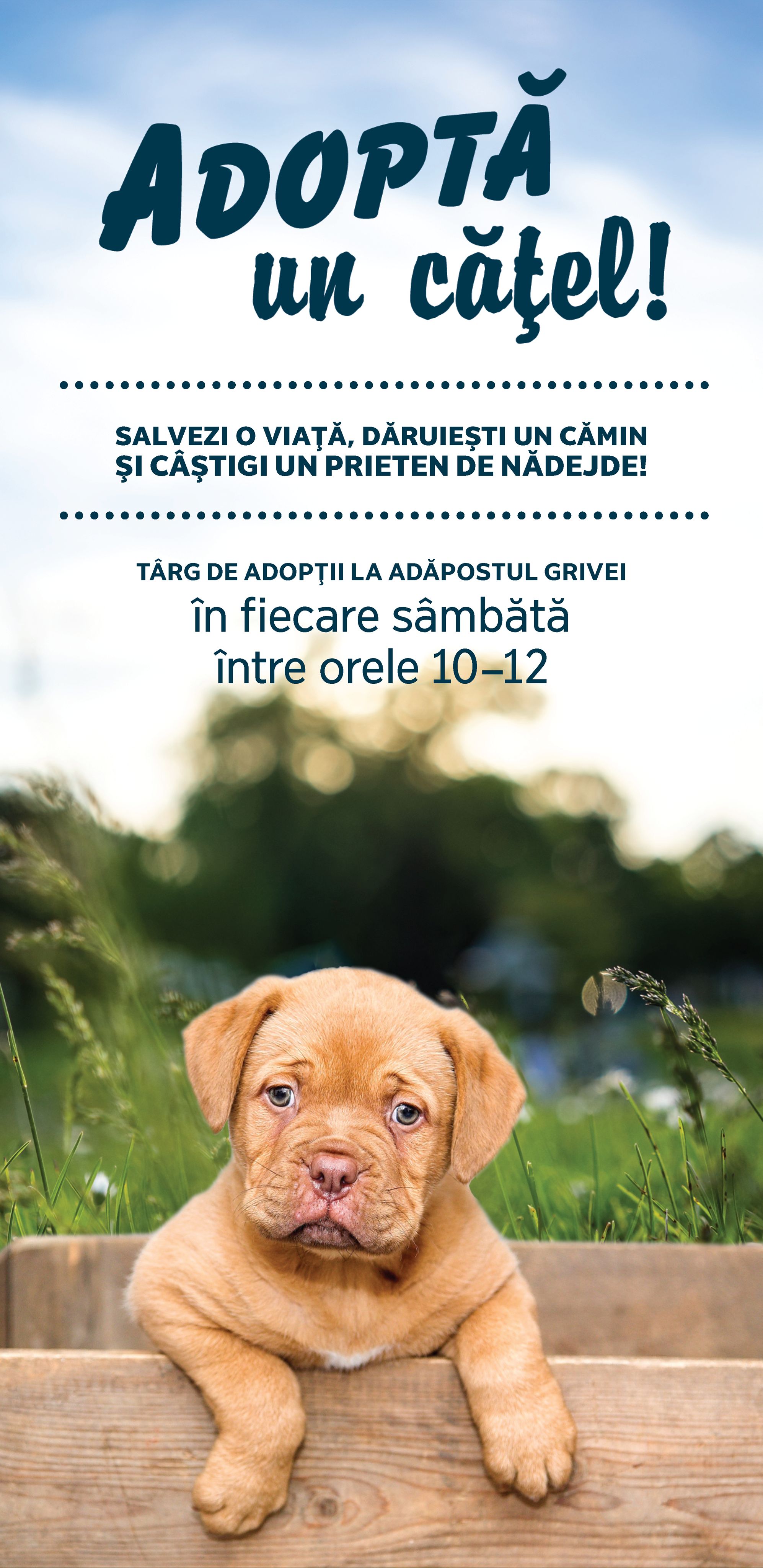 Adopta un catel. 